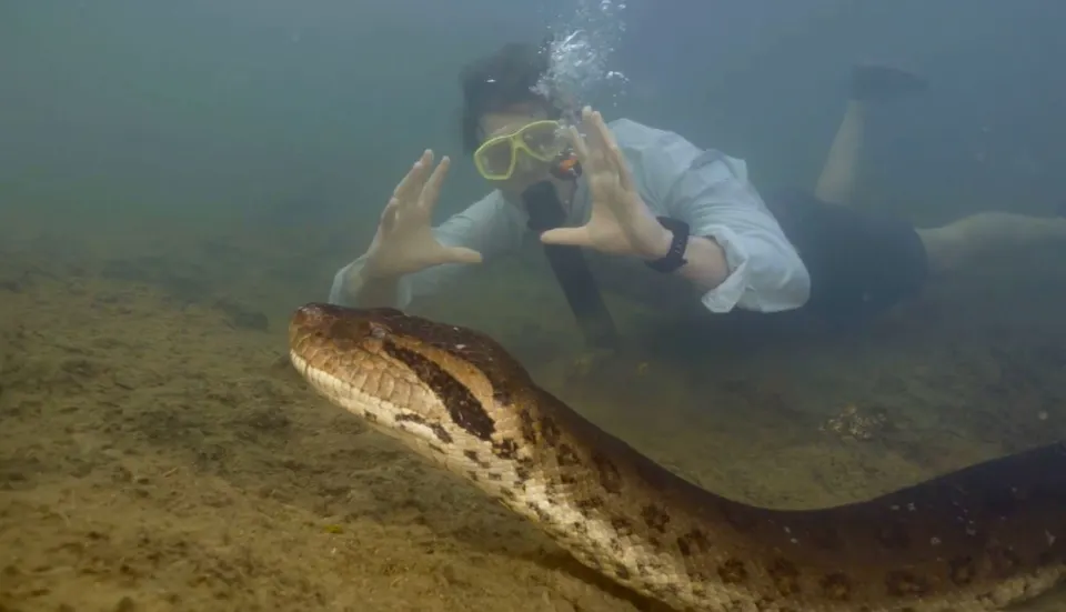 Anaconda