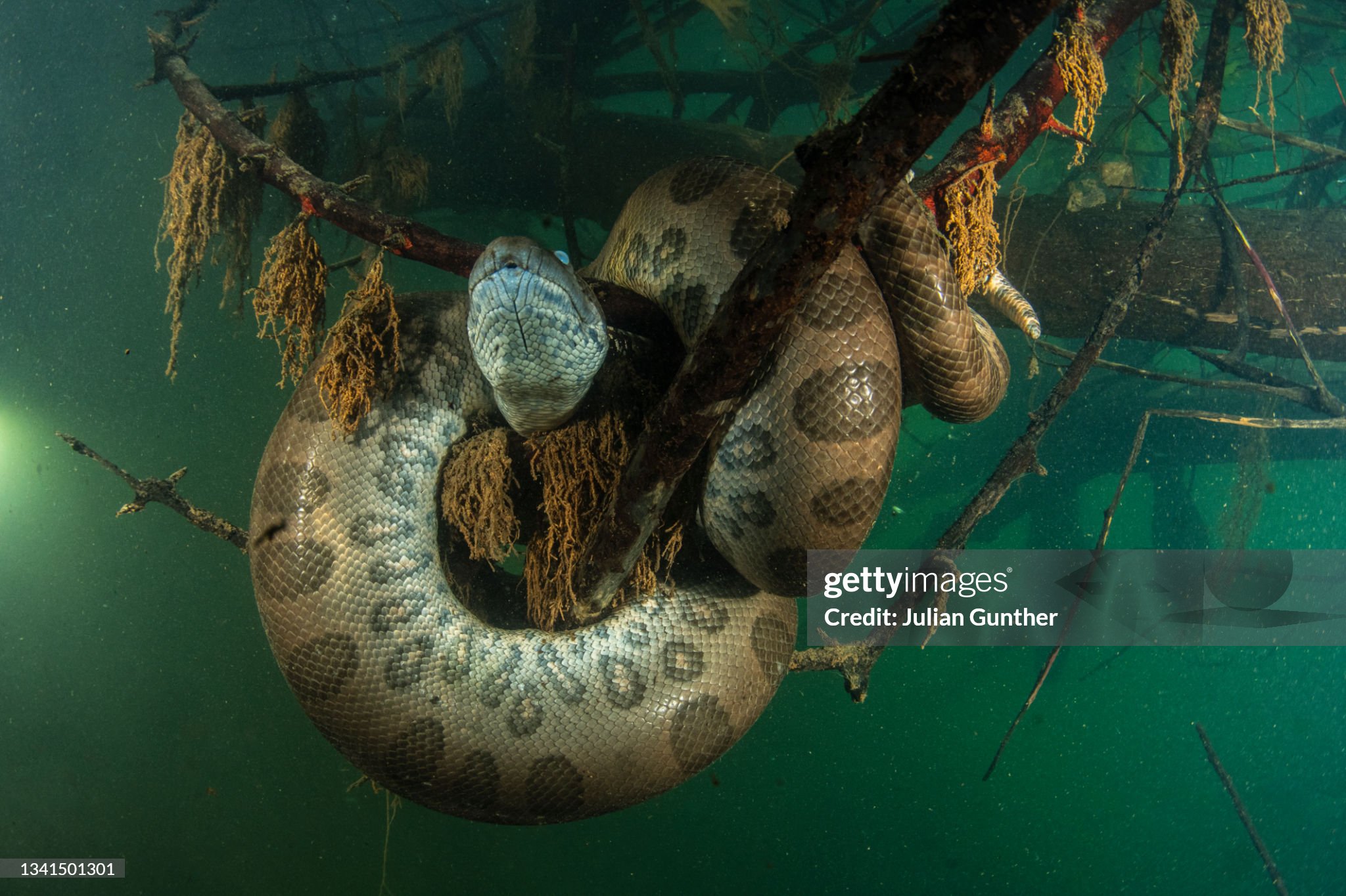 Anaconda