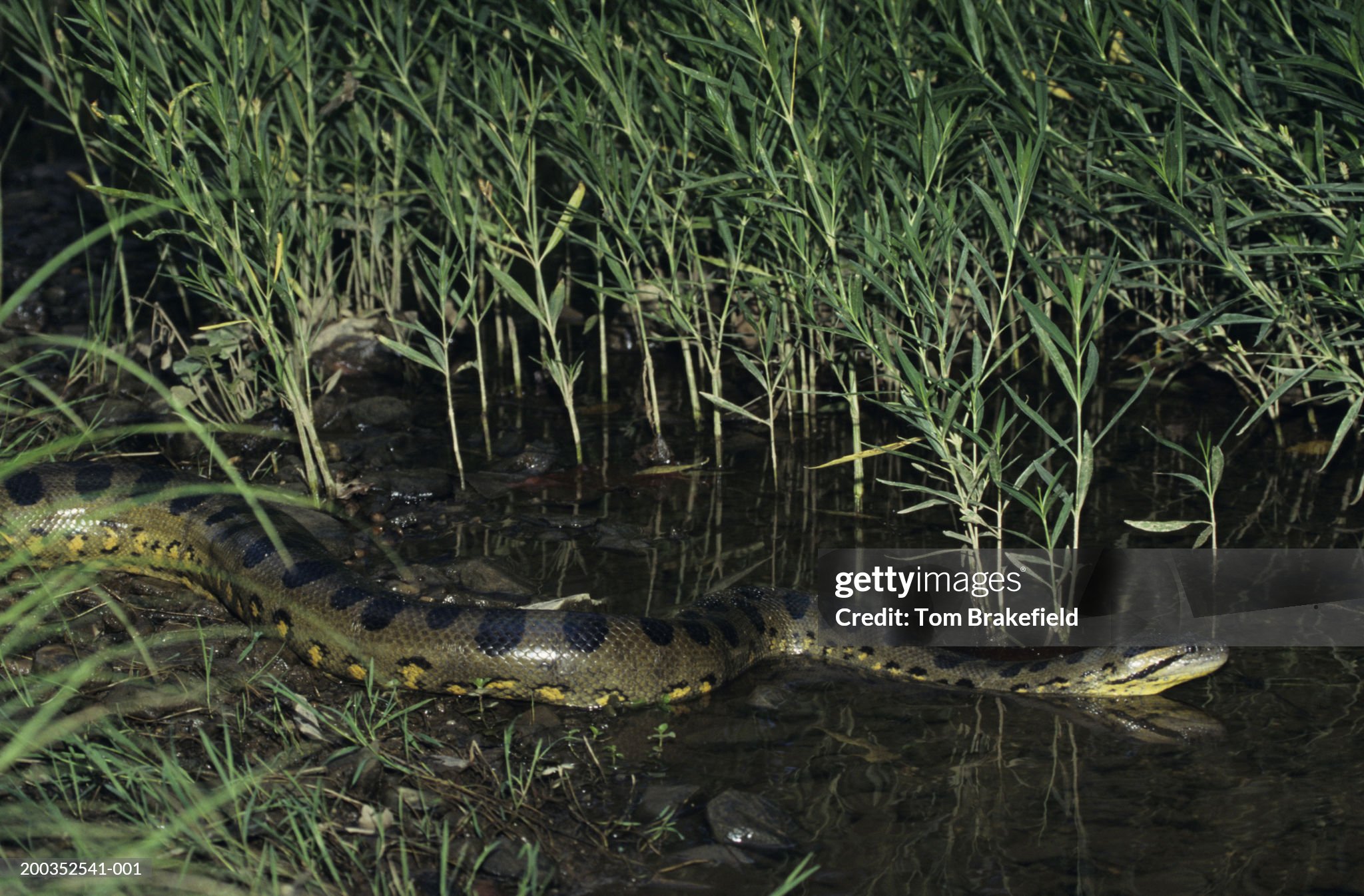 Anaconda