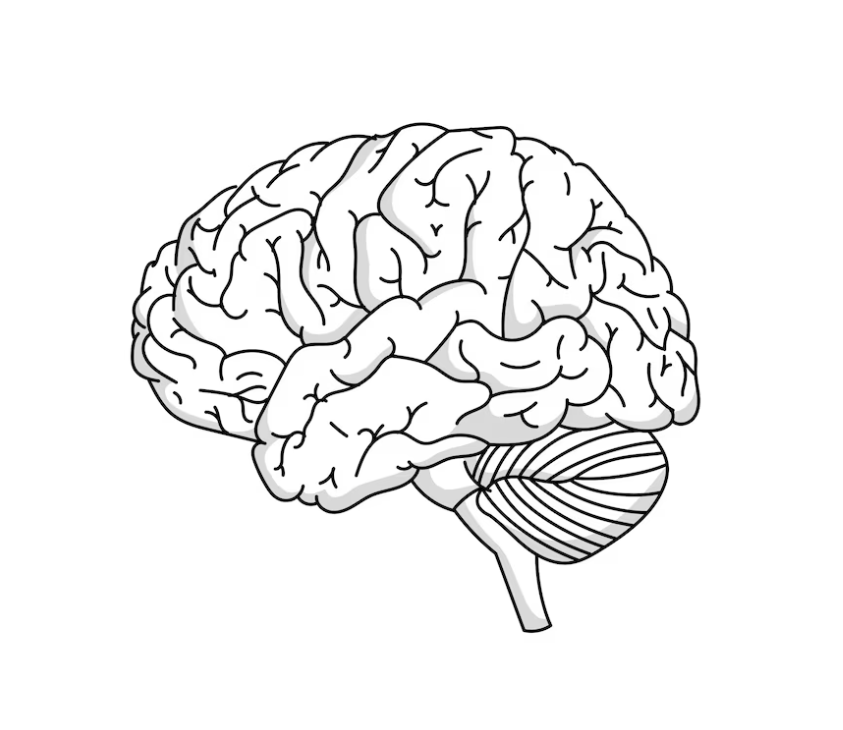 Brain outline illustration