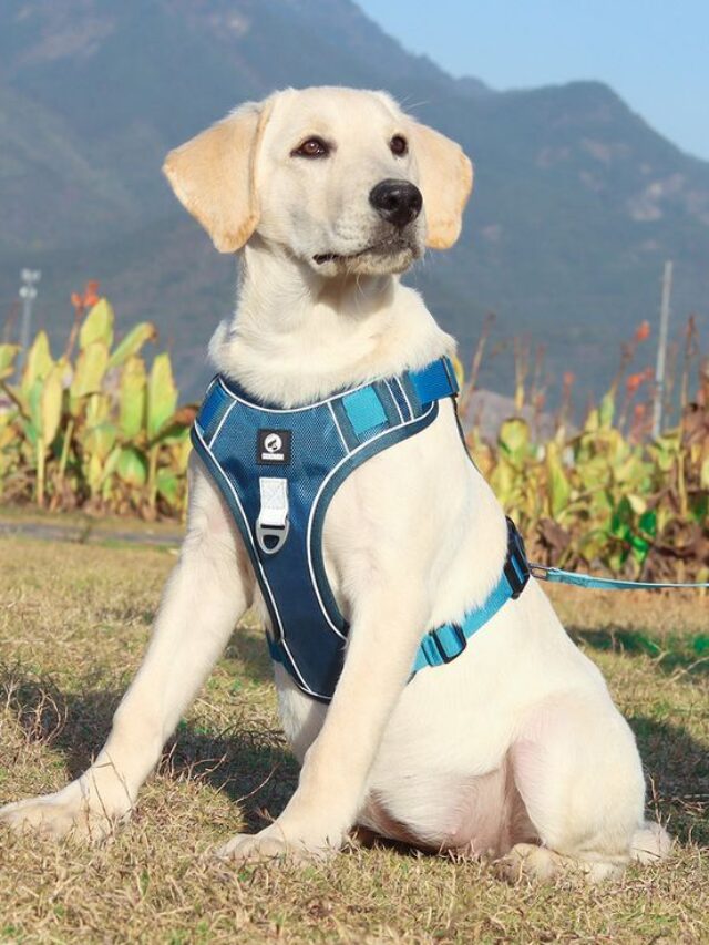 Top 10 Cool Gadgets for Your Pets in 2024